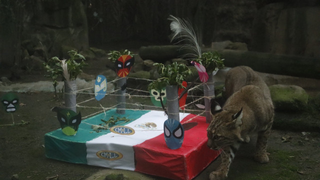 thumb_30805_640_360_0_0_crop