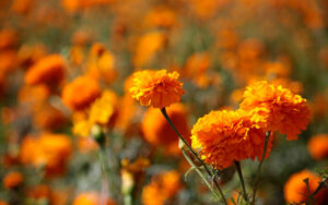 Cempasúchil- el significado detrás de la flor más emblemática del Día de Muertos