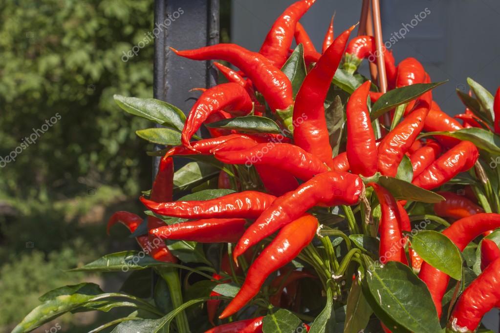 depositphotos_78469514-stock-photo-domestic-cultivation-of-red-chilli