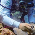 Científicas mexicanas “crían” corales resistentes y dan esperanza a los arrecifes del Caribe
