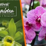 Coatepec celebra su esencia cafetalera y floral con dos grandes festivales en 2026