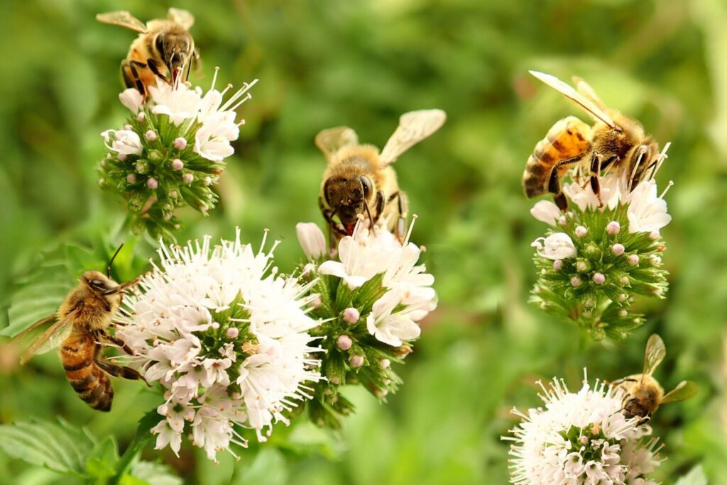 salvemos-abejas-gobierno-lanza-campana-senasica-2-19042026-1536x1026