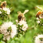 México lanza ofensiva nacional para salvar a las abejas ante amenaza sanitaria